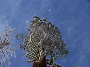 Tahoe National Forest