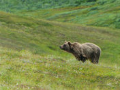 Denali National Park