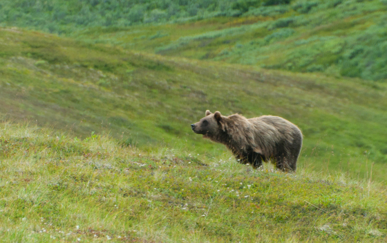Denali National Park