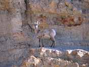 Gunnison National Forest