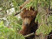 Katmai National Park