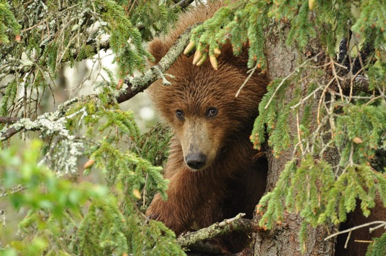 Katmai National Park