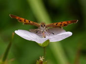 White River National Park 