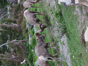Glacier National Park