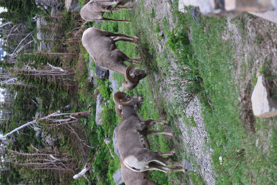 Glacier National Park