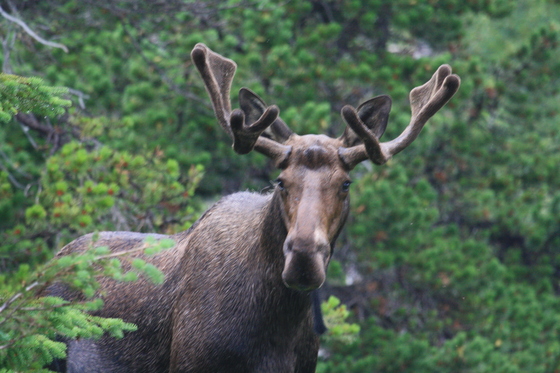 Glacier National Park