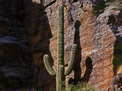 Saguaro National Park
