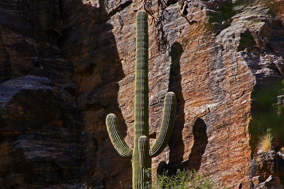 Saguaro National Park