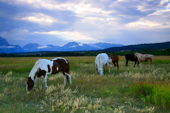 Grand Teton National Park