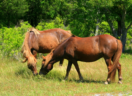  Assateague Island National Seashore