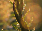 White Mountain National Forest