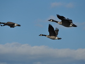 Parker River National Wildlife Refuge