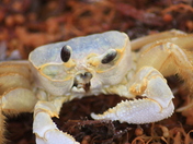 Padre Island National Seashore