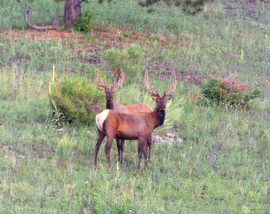 Lincoln National Forest