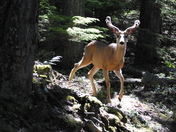 Glacier National Park