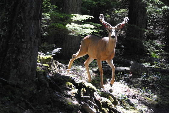 Glacier National Park