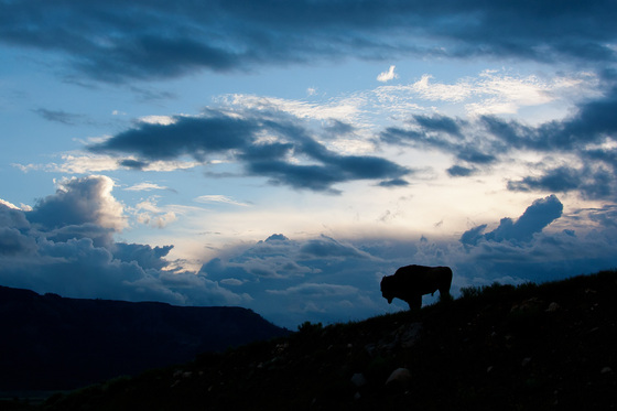 Yellowstone National Park