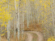 Uinta-Wasatch-Cache National Forest