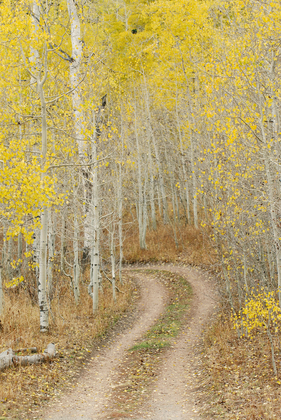 Uinta-Wasatch-Cache National Forest