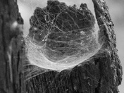 Santa Fe National Forest