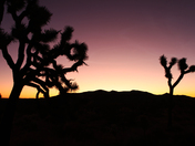 Joshua Tree