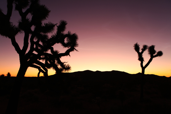 Joshua Tree