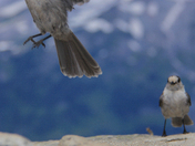 Mt. Rainier National Park
