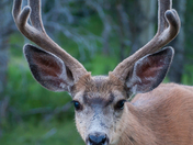 Glacier National Park
