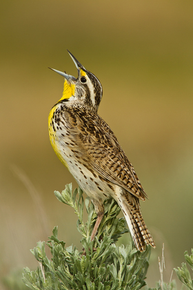 Bureau of Land Management