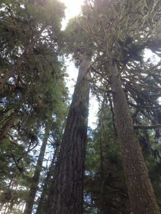 Olympic National Park