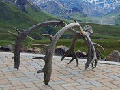 Denali National Park