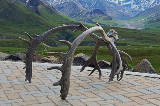 Denali National Park