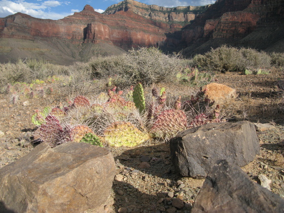 Grand Canyon National Park