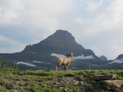 glacier National park