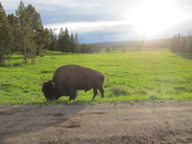 yellowstone Nat park