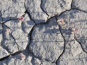 Petrified Forest National Park