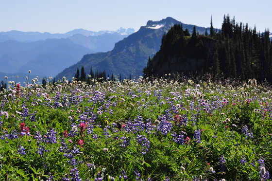 Mount Rainier National Park