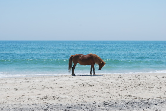 Assateague National Seashore