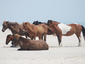 Assateague National Seashore