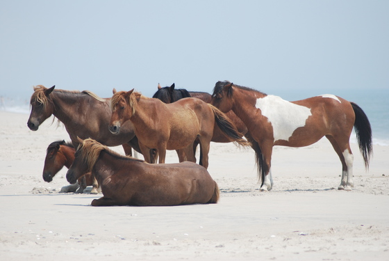 Assateague National Seashore