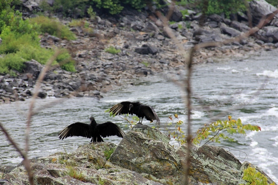 Great Falls National Park