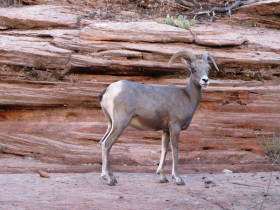 Zion National Park