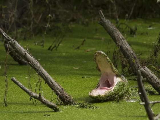 Cumberland Island National Seashore