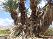 Big Bend National Park