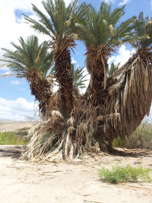 Big Bend National Park