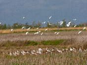 Sabine National Wildlife Refuge