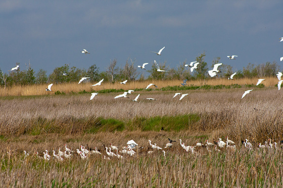 Sabine National Wildlife Refuge
