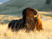 Badlands National Park