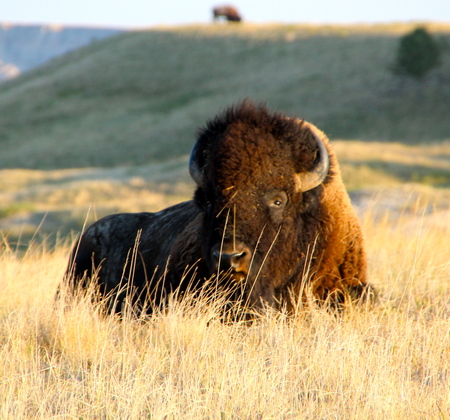 Badlands National Park
