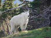 Glacier National Park